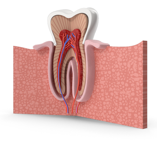 παρουσίαση τομής δοντιού για απεικόνιση υπηρεσίας ενδοδοντίας